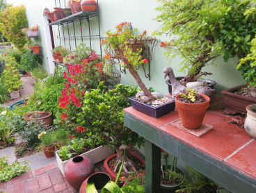Vegetable garden on your patio and even on a small balcony